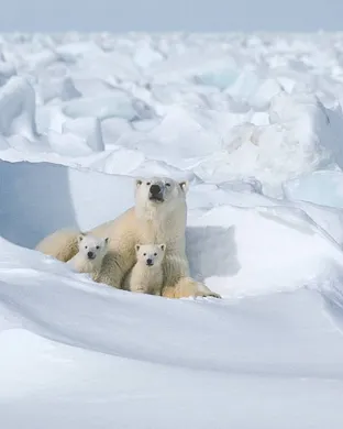 Polar Bears Tempe